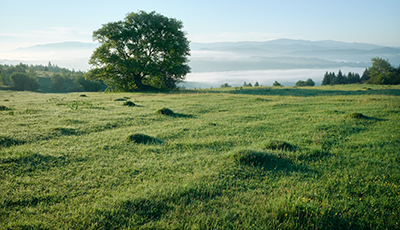 Grasveld