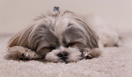 Hond