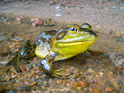 Kikker