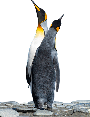 Pinguïns