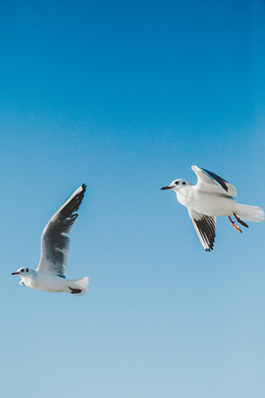 Vogels