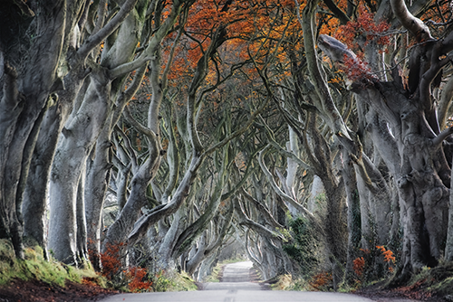 Weg met bomen